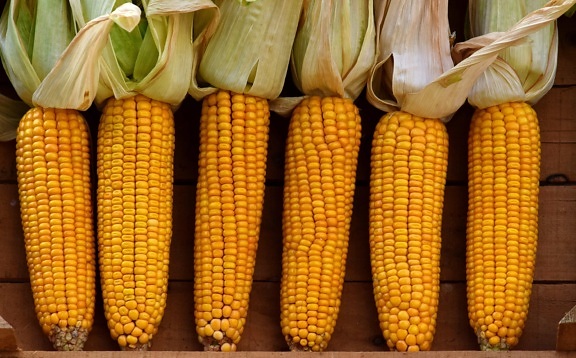 mezőgazdaság, kukorica, gabona, élelmiszer, ősz, mezőgazdaság, kültéri, őszi