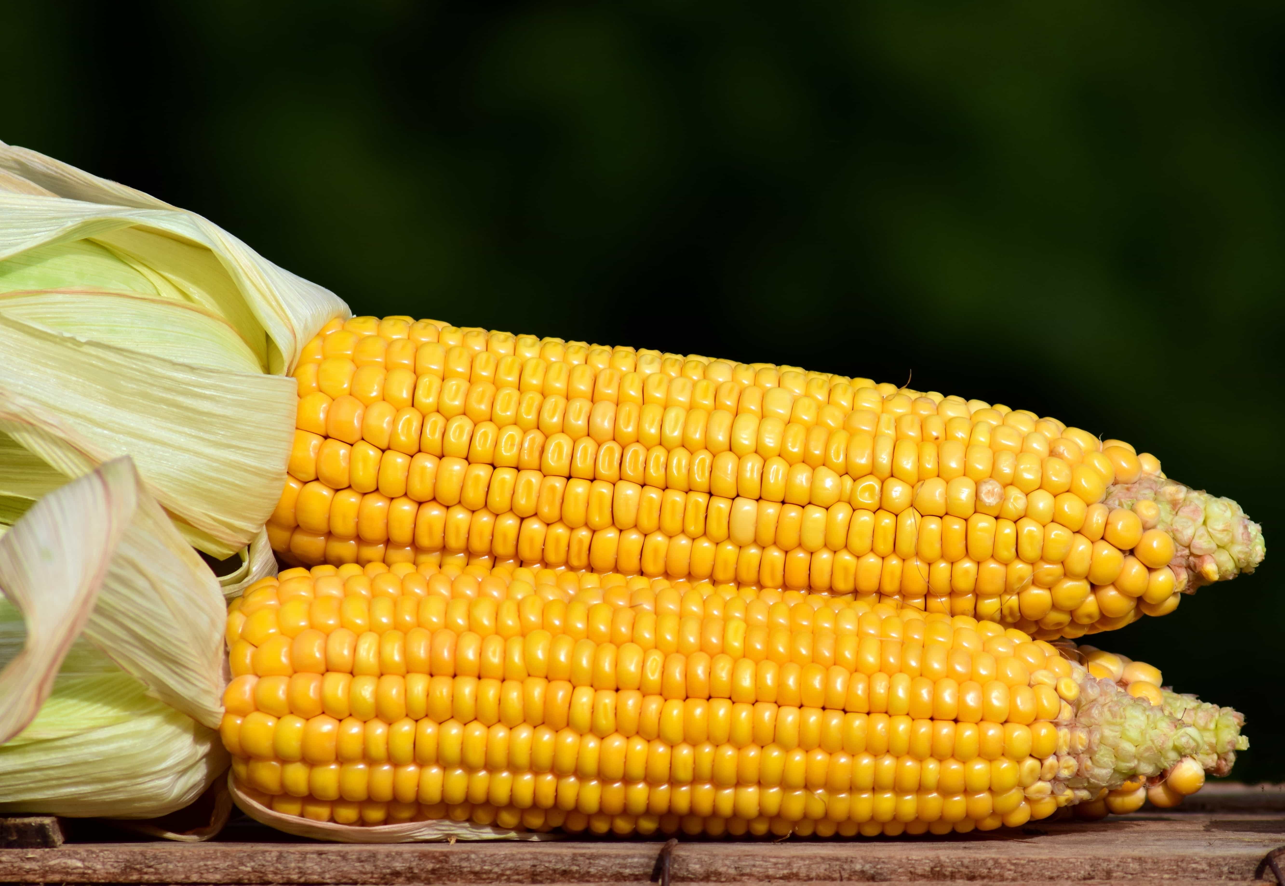 Corn на русском. Corn кукуруза. Кукуруза - Zea Mays l.. Кукуруза Sweet Corn. Кукуруза ВАЛЬМОНД f1.
