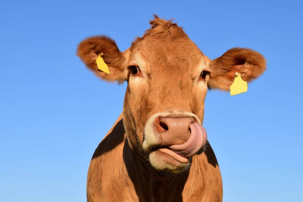 cow, blue sky, cattle, beef, calf, animal, bull
