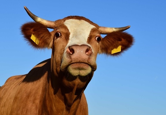животните, бик, селското стопанство, едър рогат добитък, крава, добитък, ферма