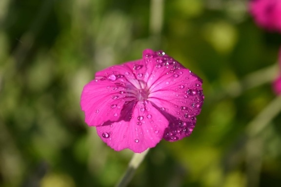 Природа літніх флори, квітка, Пелюстка, саду, рожевий