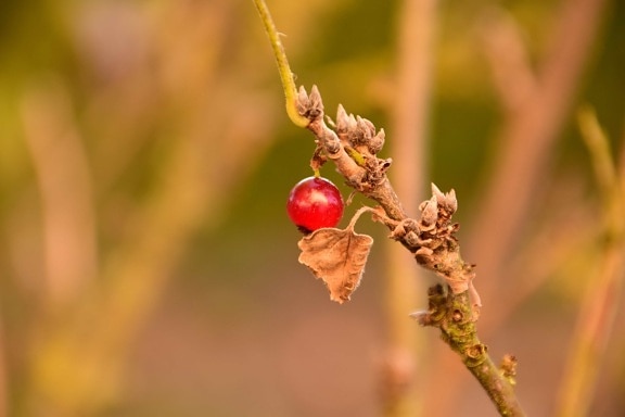 nature, leaf, fruit, berry, organic, currant, plant, branch