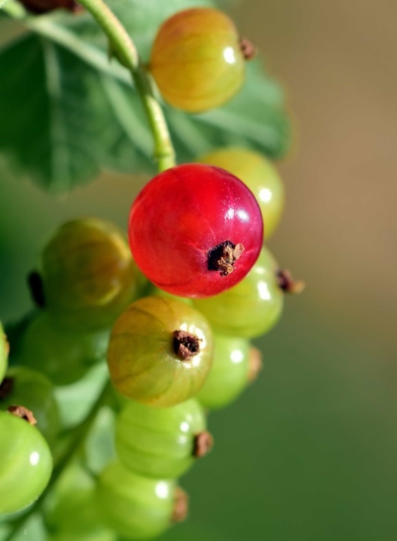Berry, fruit, natuur, blad, zomer, bessen, plant
