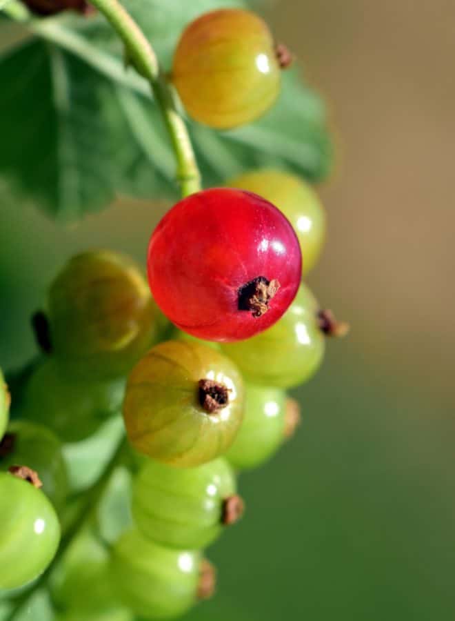 Berry, frukt, natur, blad, sommer, Korint, plante