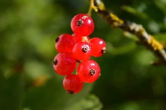 berry, fruit, leaf, nature, currant, plant, branch, tree