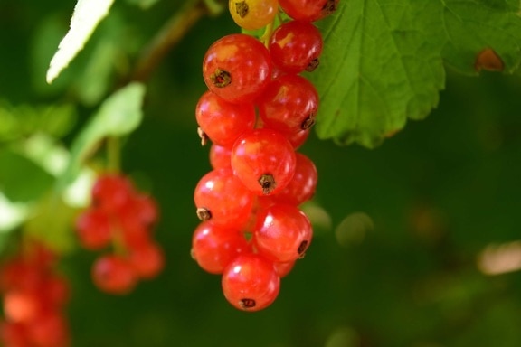 berry, red, leaf, garden, fruit, food, nature, currant, sweet