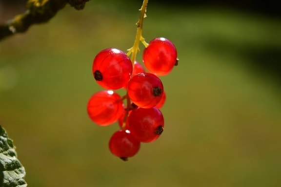 fruit, nature, leaf, berry, summer, currant, plant, sweet