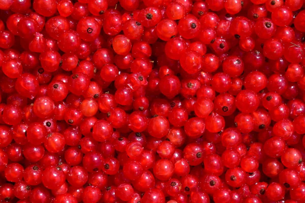 diet, delicious, food, fruit, nutrition, berry, currant