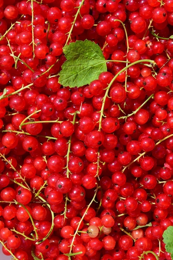 berry, fruit, diet, sweet, delicious, food, currant, nutrition
