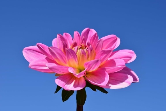 ธรรมชาติ ฤดูร้อน กลีบ ดอกไม้ ฟลอรา สีชมพู ดอก