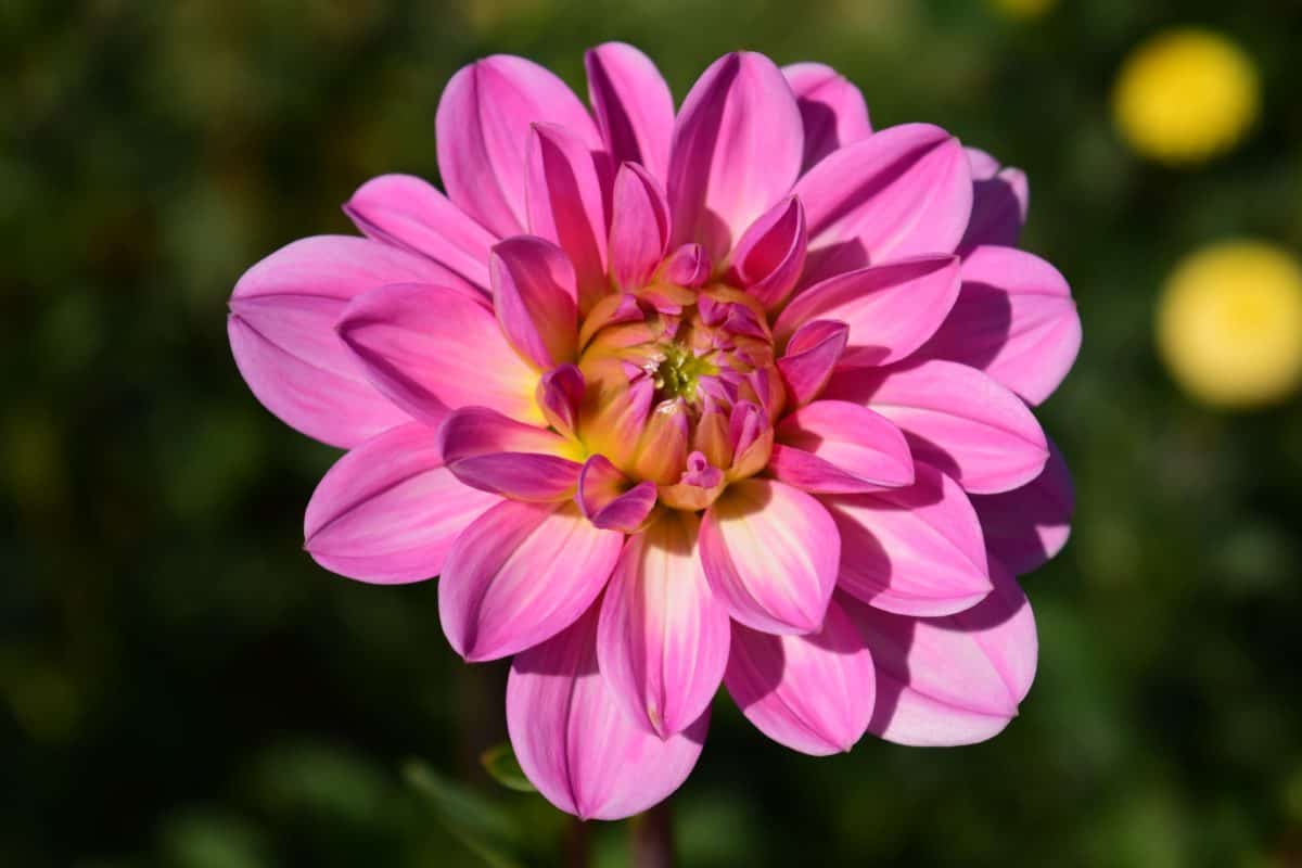 Летом сад, цветок, природа, флора, Лепесток., розовый