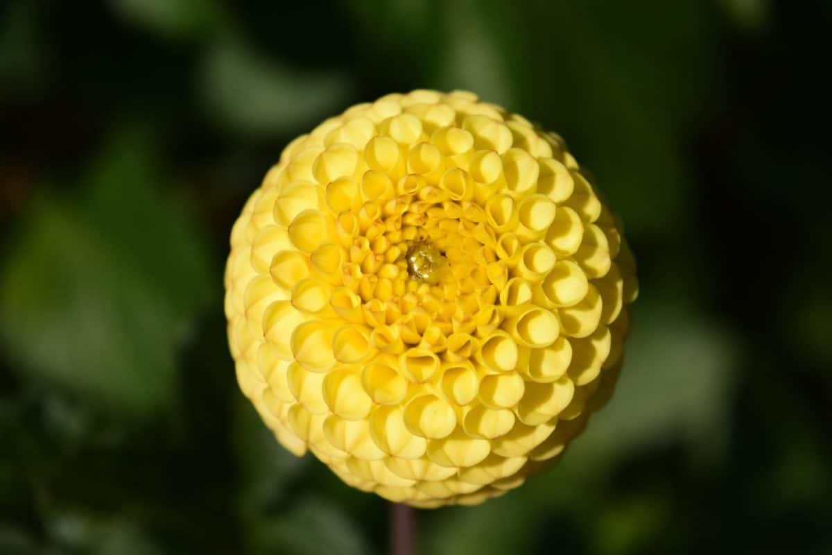 ธรรมชาติ พืช ฟลอรา ดอกไม้ สีเหลือง
