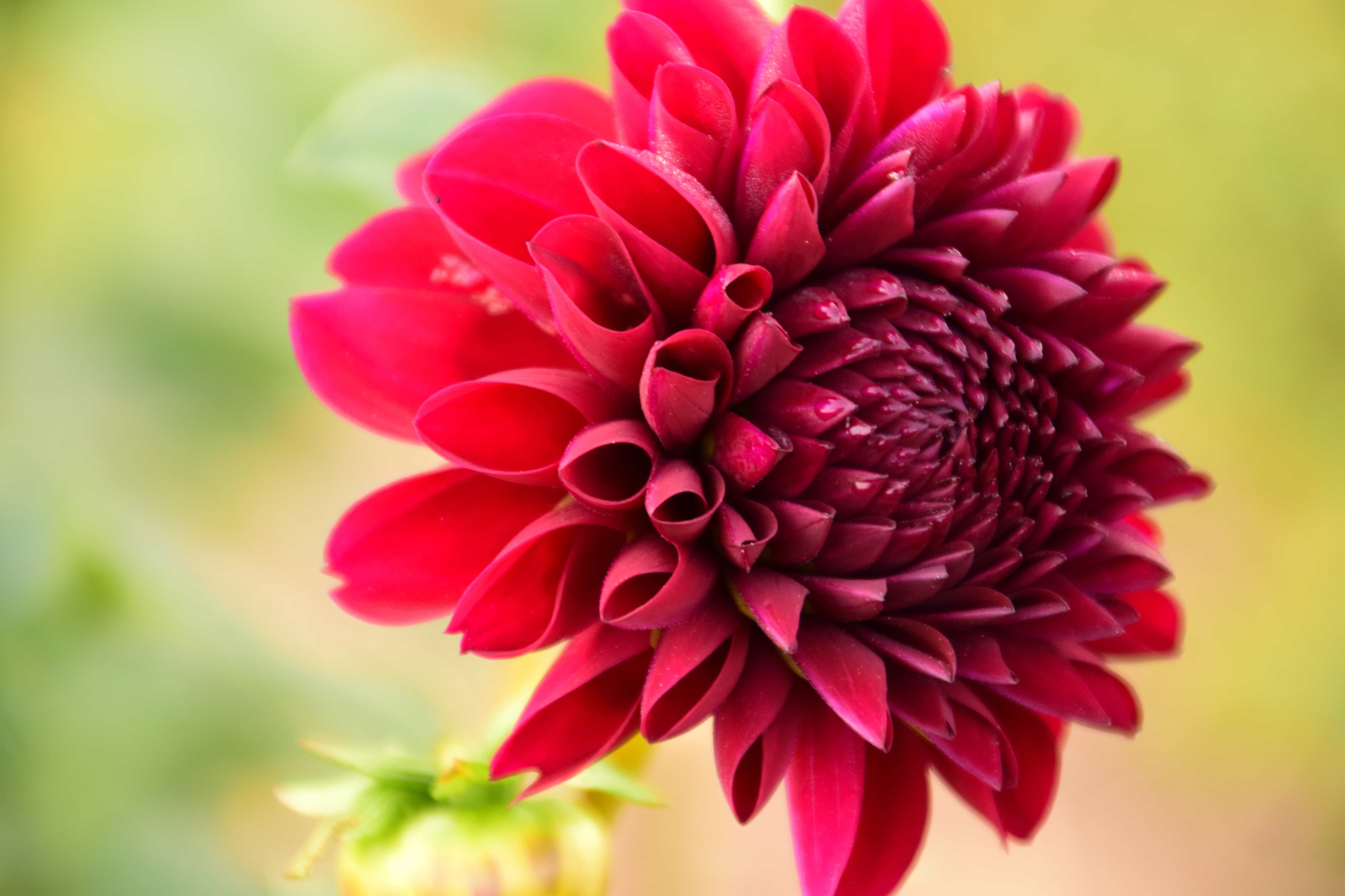 フリー写真画像 美しい マクロ 赤い花 庭 植物 自然 葉 夏 花びら