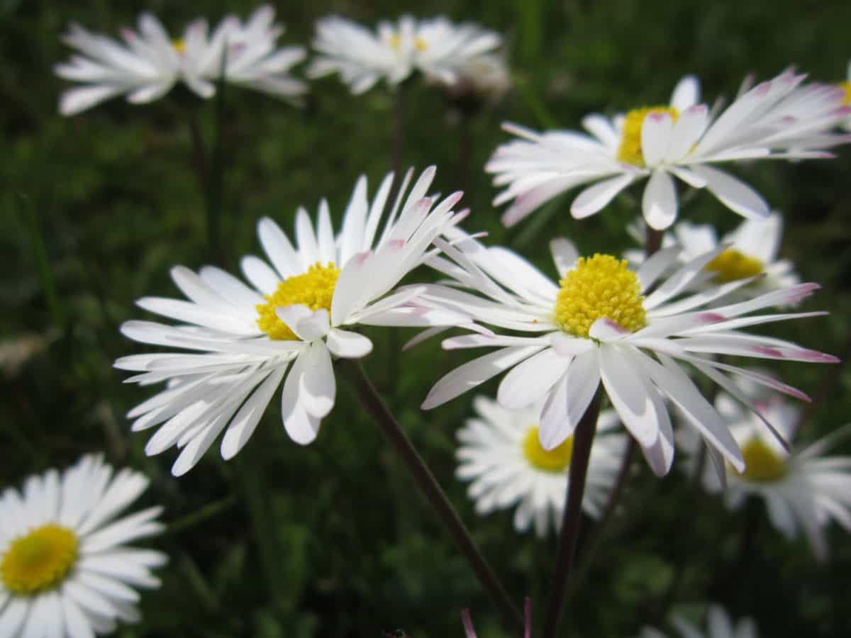 Bílý květ, makro, letní, venkovní, daisy, flóra, léto, zahradní