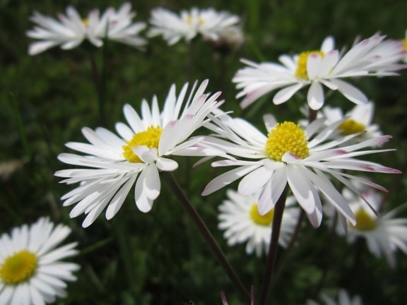 λευκό λουλούδι, μακροεντολή, φως της ημέρας, Υπαίθριος, Μαργαρίτα, χλωρίδα, καλοκαίρι, Κήπος