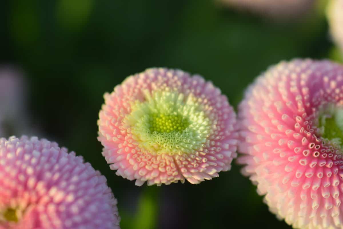 ฟลอรา ธรรมชาติ สวน ฤดูร้อน ดอกไม้ สีชมพู
