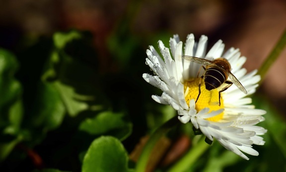 Natura, owad, kwiat flora, Pszczoła, roślina, stokrotka, makro