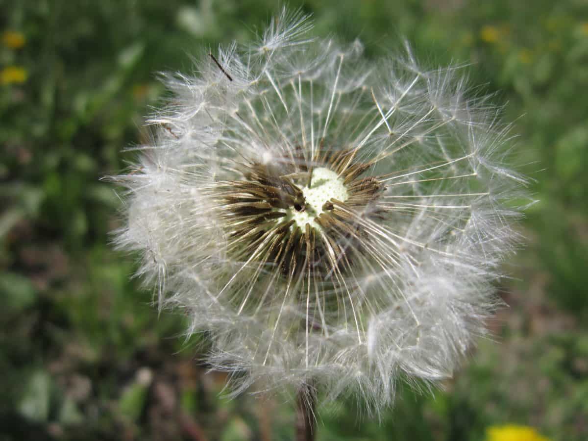 dandelion, macro, seed, grass, flora, summer, field, nature, flower