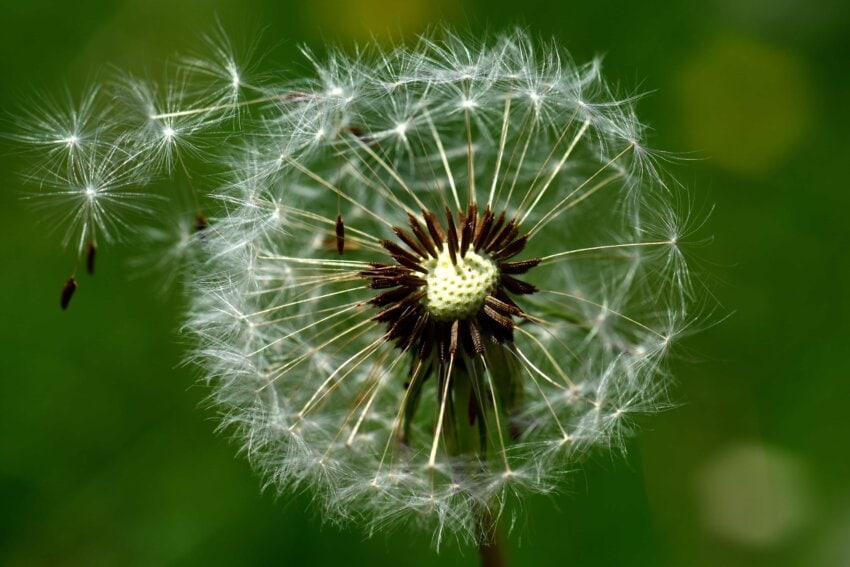 Free picture: nature, summer, macro, wind, dandelion, flora, herb, plant