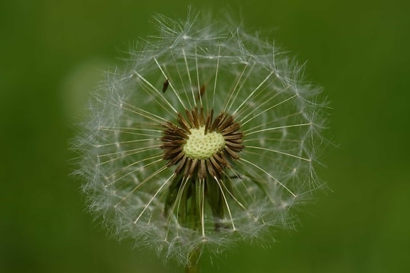 Free picture: summer, dandelion, grass, seed, flora, nature, herb, plant