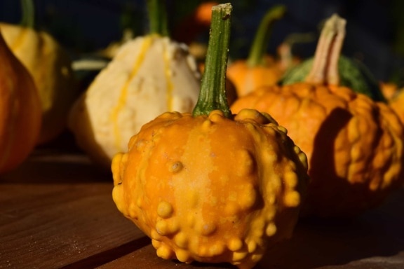 有機、秋、農業、食品、かぼちゃ、野菜
