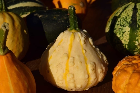 食品、かぼちゃ、野菜、秋には、有機農業