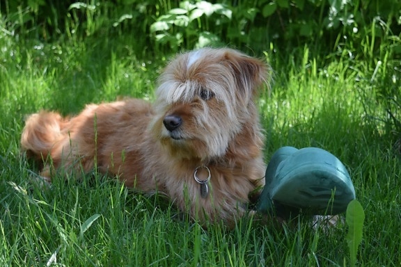 สัตว์ สัตว์เลี้ยง น่า รัก สุนัข สุนัข สีเขียวหญ้า เทอร์เรี ลูก สุนัข ขน