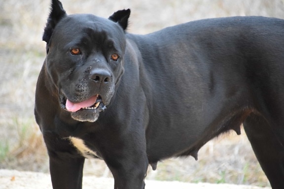 black dog, animal, ground, outdoor, fur, outdoor
