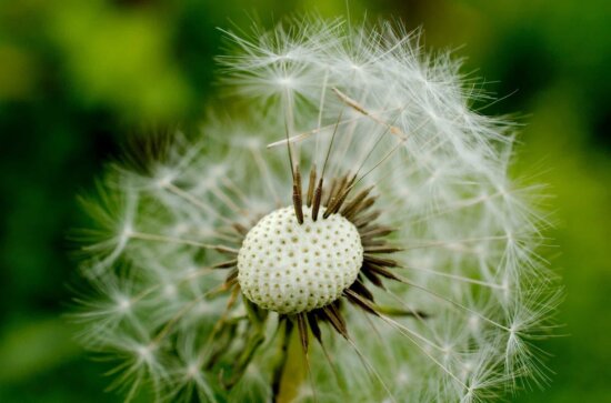 Free picture: summer, dandelion, grass, seed, flora, nature, herb, plant