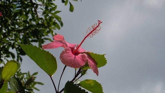 Hibiscus, macro, zomer, blad, bloem, flora, natuur, plant, roze, bloemblaadje, bloesem