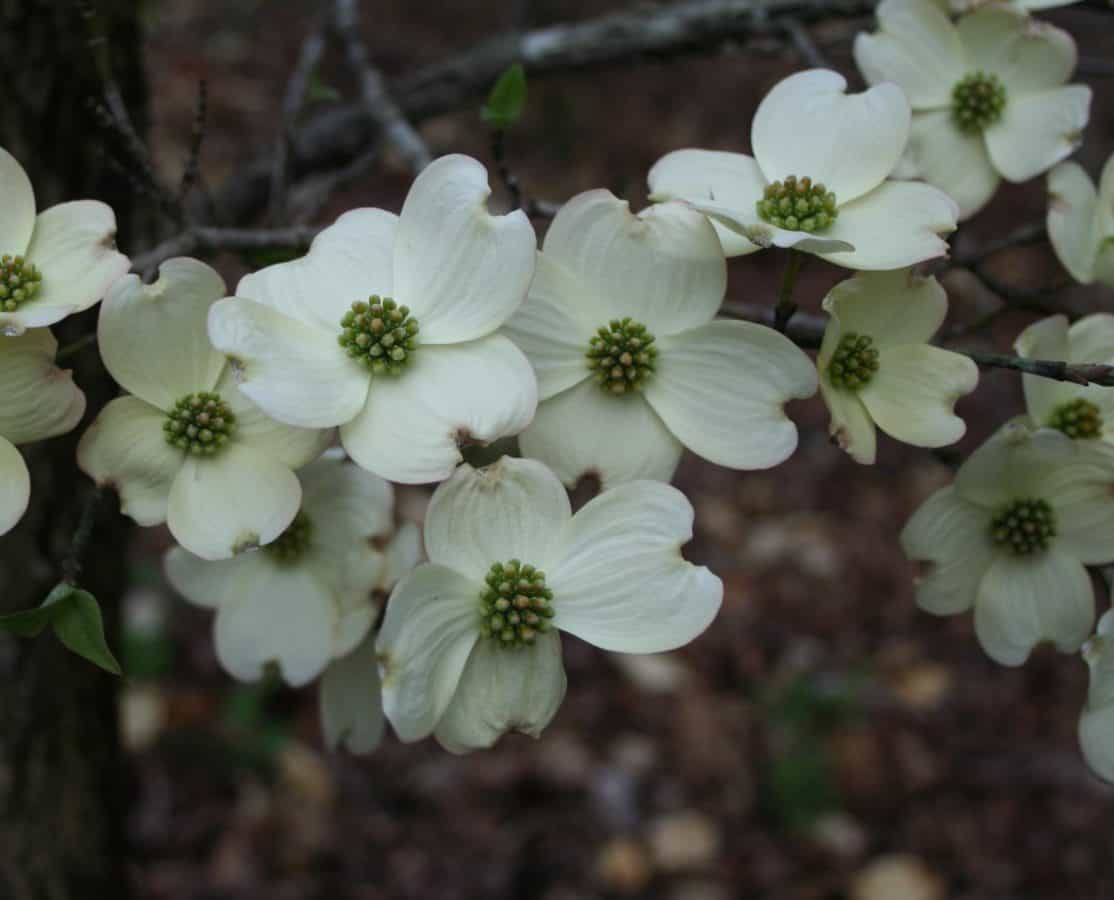 กลีบ ฟลอรา ดอกไม้ สวน ต้นดอกวูด ธรรมชาติ พืช ดอกไม้สีขาว