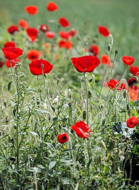 opium poppy, field, flower, summer, flora, nature, meadow, bloom