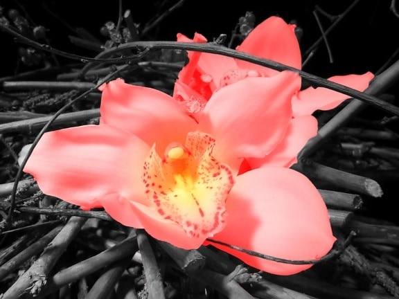 ดอกไม้ พืช กลีบ ยี่โถ สีชมพู ดอกกุหลาบ พื้นดิน