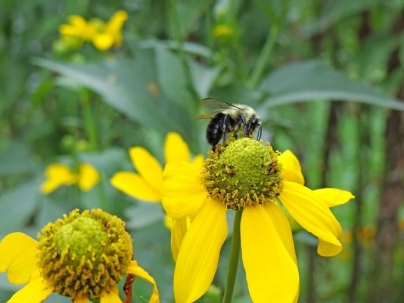 léto, flora, pylu, hmyzu, makro, nektar, včela, květina, příroda, bylina