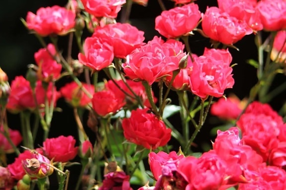 fiore, natura, foglia, rosa, petali, flora, giardino, rosa rossa