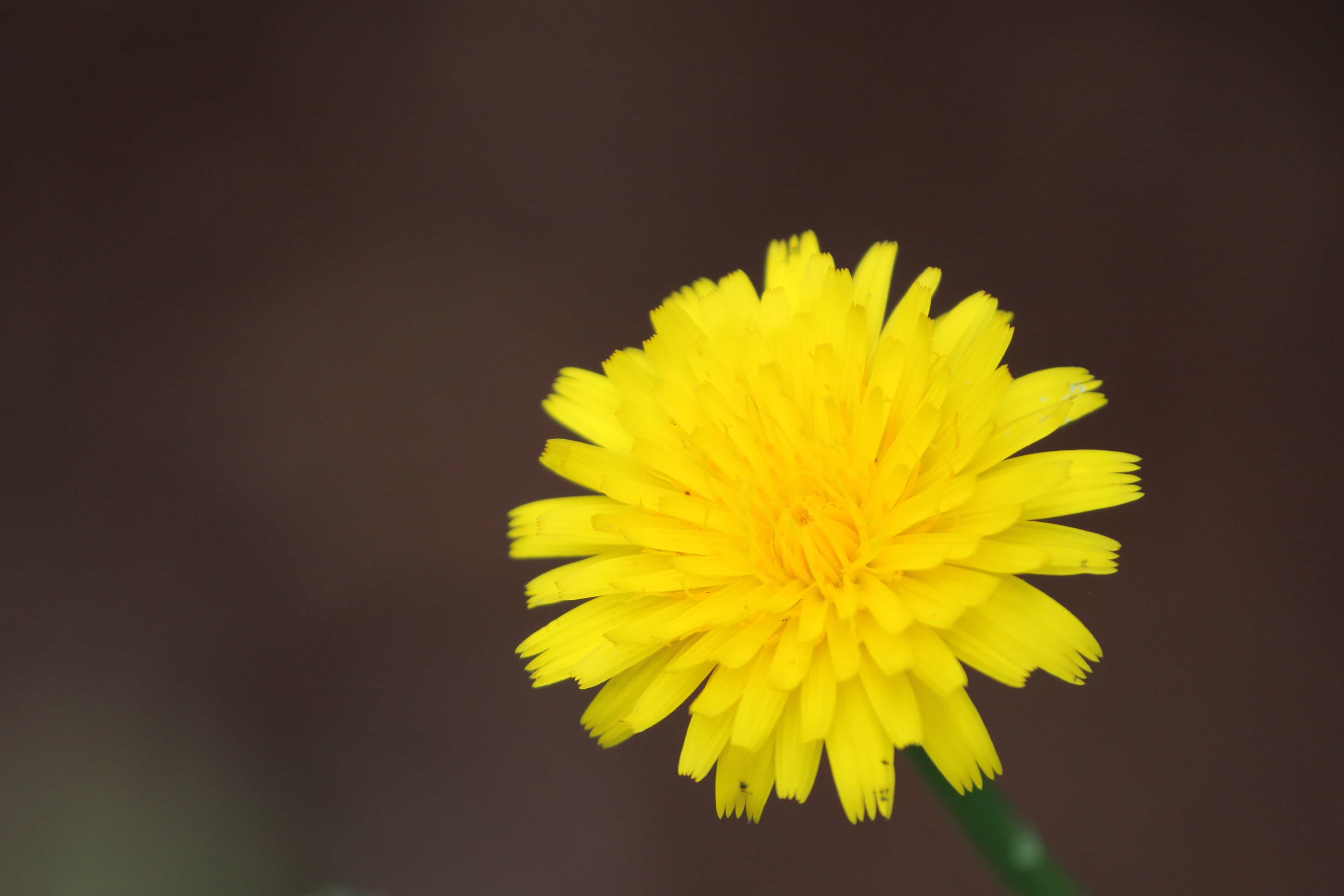 フリー写真画像 自然 花 ハーブ タンポポ 植物 花 花 花弁