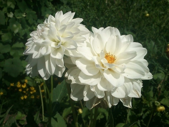 Fehér rózsa szirom, vadvirág, kertészeti, nyári, levél, természet, növények