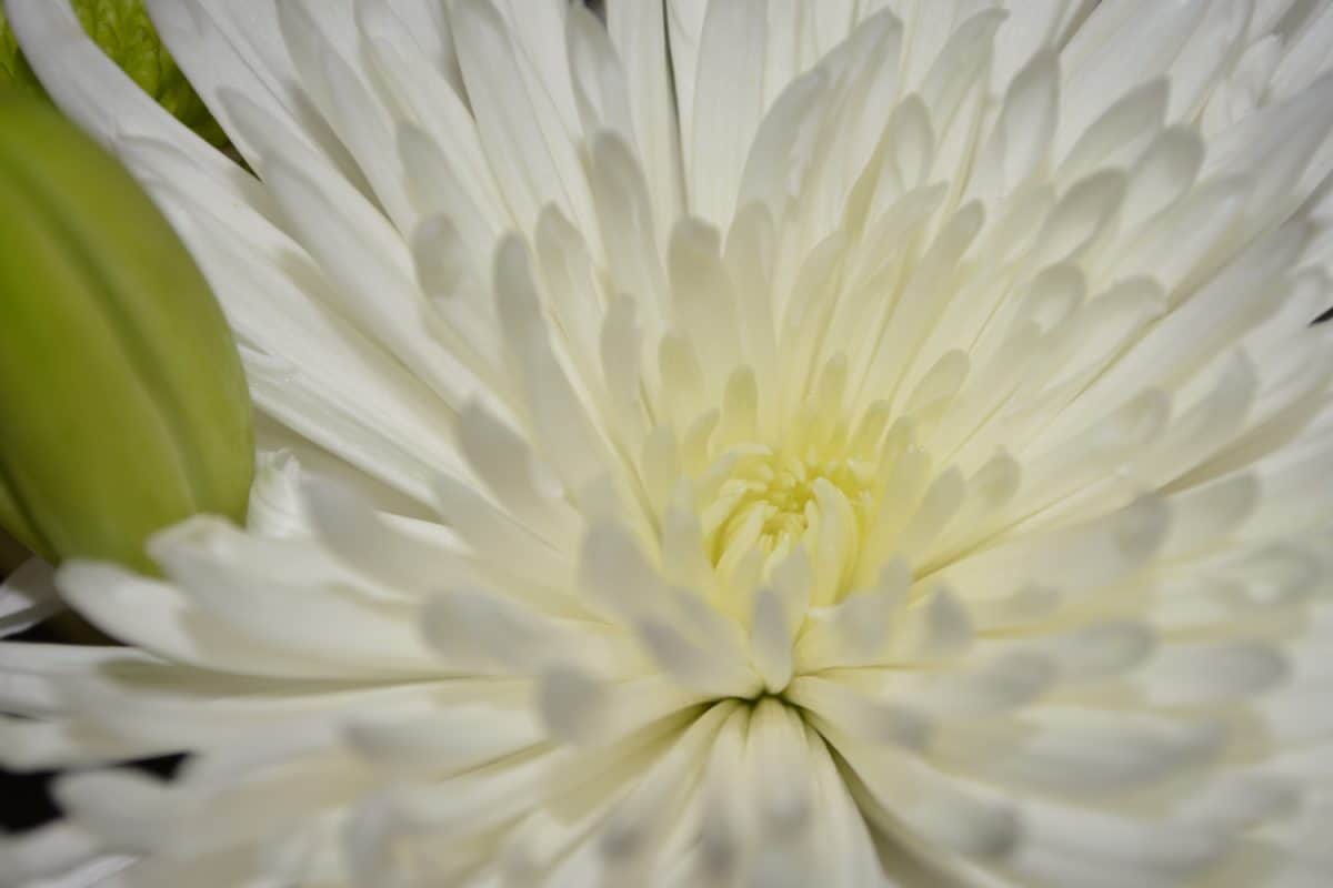 ธรรมชาติ ดอกไม้ ฟลอรา สีขาว มาโคร เกสร พืช กลีบ บาน
