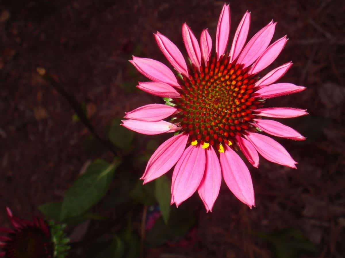 Літній квітка природи, wildflower, Пелюстка, підсоняшник, фото-студії