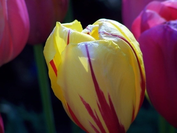 naturaleza, tulipán, flor, planta, jardín, flora, pétalos, flores