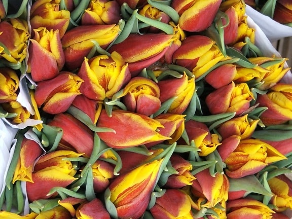 nature, flore, fleur, feuille, tulipe, coloré, macro, détail