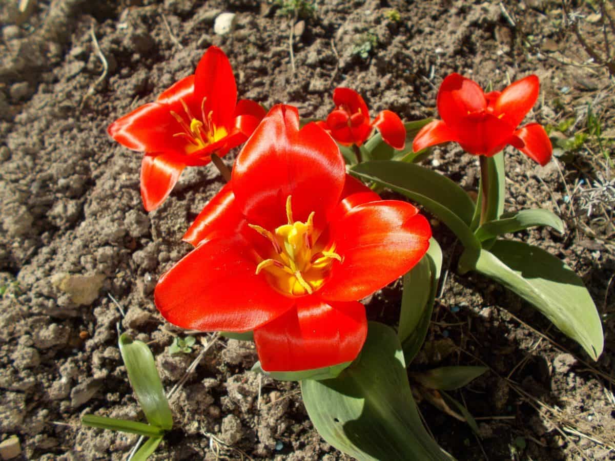 příroda, květ, list, flora, závod, červený květ, Tulipán, venkovní