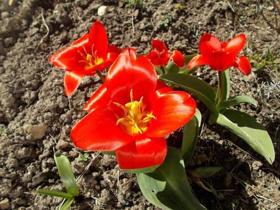natura, fiore, foglia, flora, pianta, fiore rosso, tulipano, all'aperto