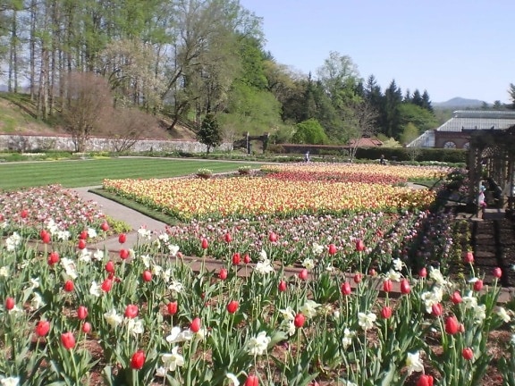 jardin, paysage, tulipe, fleur, plante, champ, fleurs, été