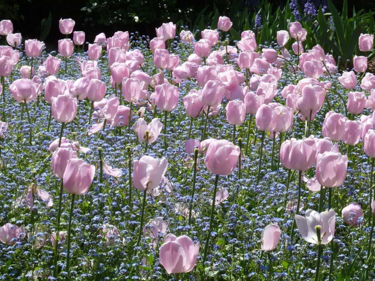 letné tulip, lupienok, Záhrada, flora, kvetina, prírody, leaf, rastlina