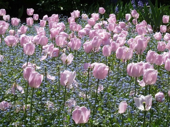 sommaren, tulip, kronblad, trädgård, flora, blomma, natur, blad, växt