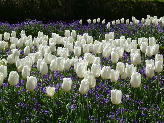 letné kvetina, tulip, prírody, flóra, Záhrada, pole, rastlín