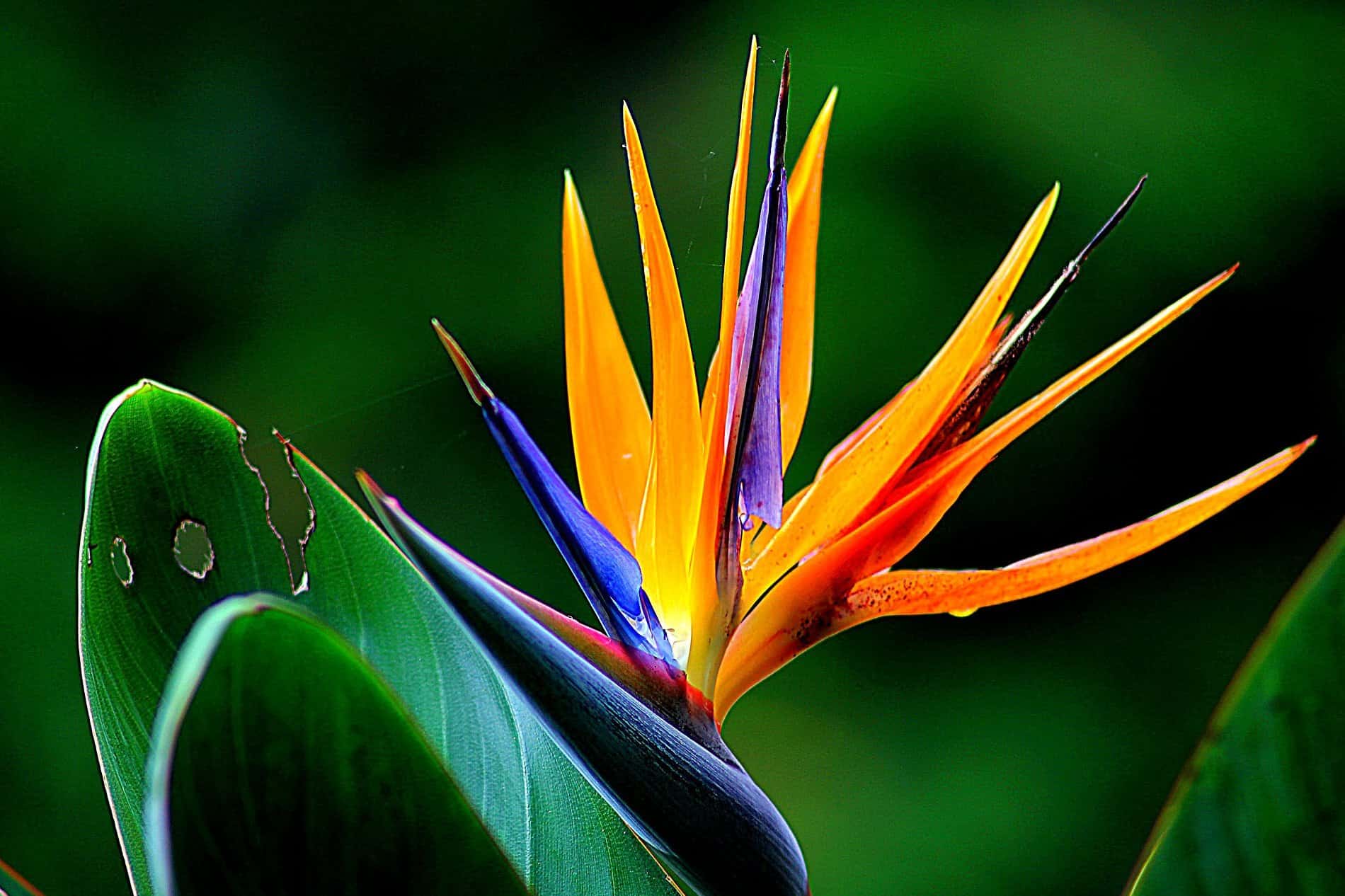 Free picture: garden, flora, leaf, tropic, colorful, exotic flower