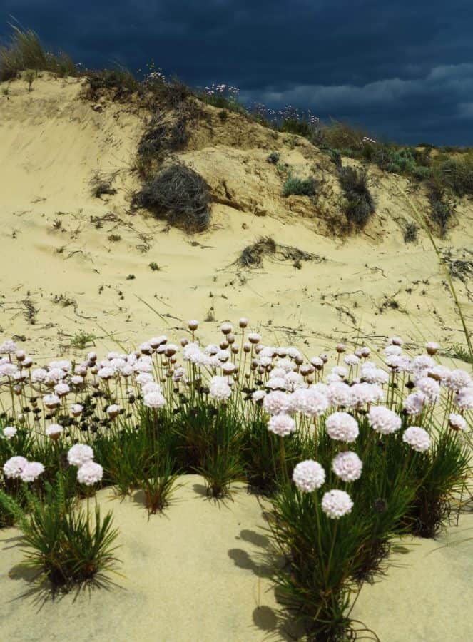 nature, plant, herb, flower, outdoor, sand, hill