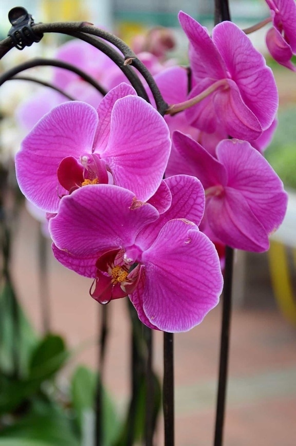 orchidea, makró, részletesen, virág, természet, növények, szirom, rózsaszín, növény, virágos